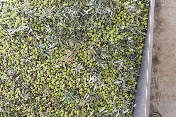 Zeytinyağı fabrikası Anamur Koç Çarıklar - Zeytinyağı Üreticisi - Mersin Anamur