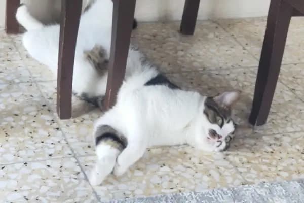 Sevgiyolu Kıraathanesi - Restoran - İzmir Narlıdere
