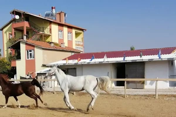 Nalçacı Binicilik &amp; At Eğitim Merkezi - Binicilik Kulübü - Konya Meram