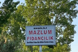 Mazlum fidancilik