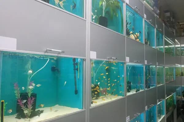 Mekân Malawi Petshop & Akvaryum - Akvaryum Mağazası - Konya Selçuklu