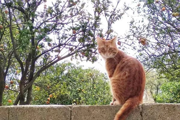 Oba Zeytinyağı Fabrikasi - İlgi Çekici Yer - Antalya Finike
