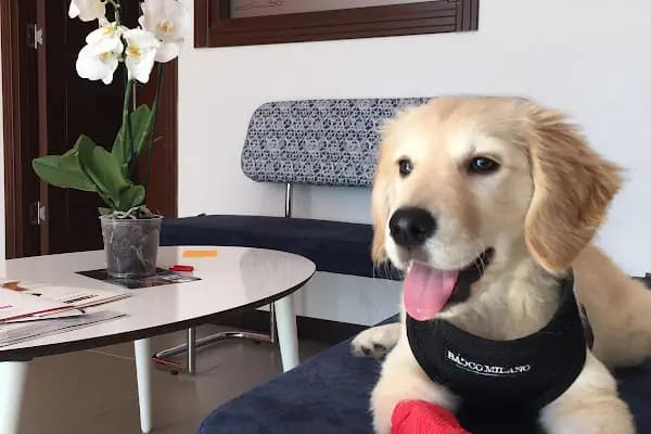 VETHOME VETERİNER KLİNİĞİ - Veteriner - Adana Karaisalı