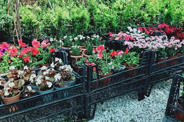 HENDEK GARDENYA ÇİÇEKÇİLİK VE PEYZAJ - Çiçekçi - Sakarya Adapazarı