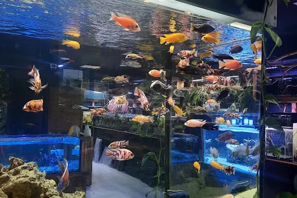 Nudo Konsept Akvaryum - Akvaryum Mağazası - Ankara Çankaya