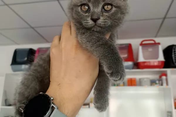 SELÇUKLU VETERİNER KLİNİĞİ - Veteriner - Konya Meram