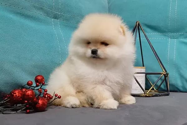 DEMET PETSHOP - Pomeranian Toypoodle Muhabbet Kuşu Papağan Kedi Köpek Balık Akvaryum Tavşan Hamster Kaplumbağ - Evcil hayvan mağazası - Ankara Yenimahalle