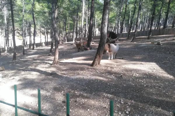 Dulkadiroglu Hayvanat Bahçesi - Hayvanat Bahçesi - Kahramanmaraş Türkoğlu