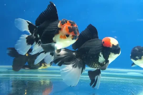 ALP GOLDFİSH PetShop Av Kamp Akvaryum Dünyası - Evcil hayvan mağazası - Ankara Etimesgut