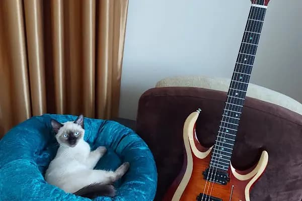 Öner Yavuz Müzik Aletleri - Müzik aletleri mağazası - İstanbul Bağcılar