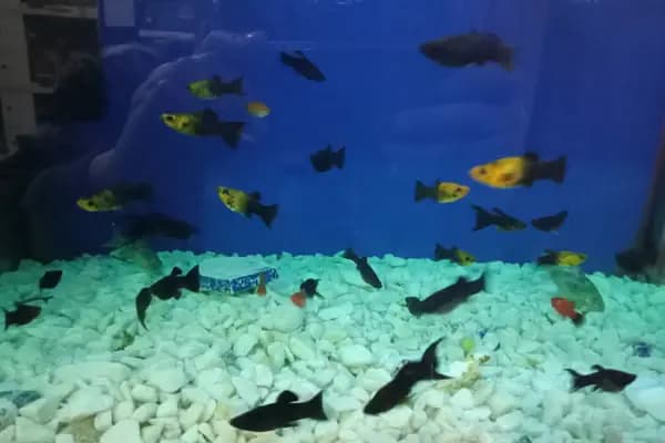 İrem Petshop - Evcil hayvan mağazası - İstanbul Kadıköy