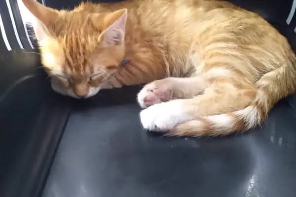 Mekân Malawi Petshop &amp; Akvaryum - Akvaryum Mağazası - Konya Selçuklu