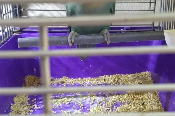 DURU PETSHOP - Evcil hayvan mağazası - Denizli Merkezefendi