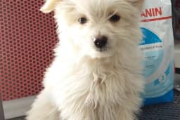 Petbull Petmarket &amp; Petshop