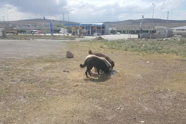 Kars Belediyesi Toptancı Sebze Hali - Bakkal - Kars Kars Merkez
