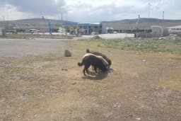 Kars Belediyesi Toptancı Sebze Hali
