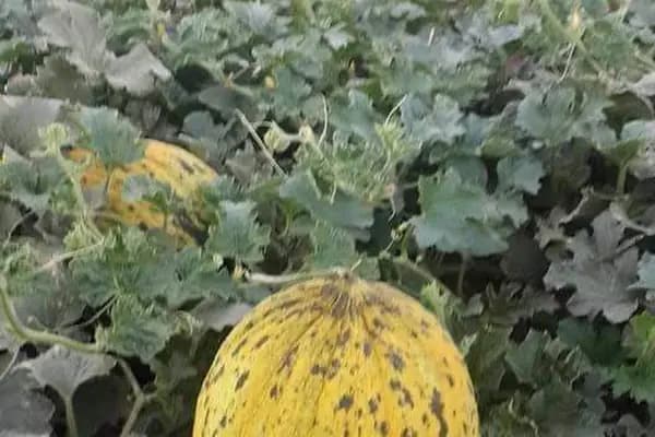 Kilic Tarim - Tarımsal Ekipman Tedarikçisi - Gaziantep Şehitkamil
