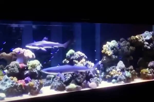 CORAL AKVARYUM - Akvaryum Mağazası - İstanbul Ataşehir