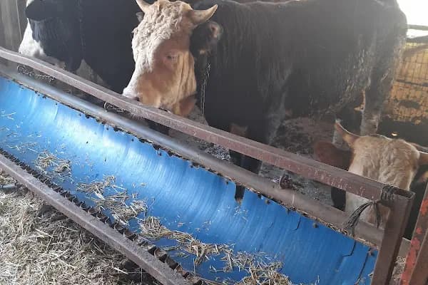Kent Halı Yıkama - Temizlik Hizmetleri - Tekirdağ Çerkezköy