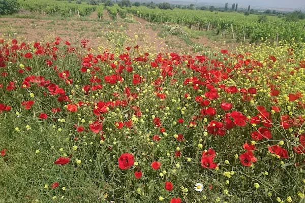 Alahıdır - Yerleşim Yeri - Manisa Alaşehir