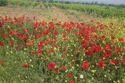 Alahıdır