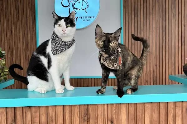 Nilly Sakarya Veteriner Kliniği - Serdivan Veteriner Kliniği - Veteriner - Sakarya Adapazarı