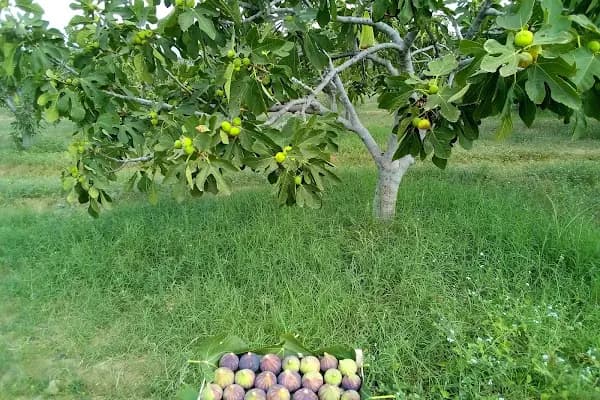 Tin incir Nazilli - Üretici - Aydın Bozdoğan
