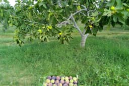 Tin incir Nazilli