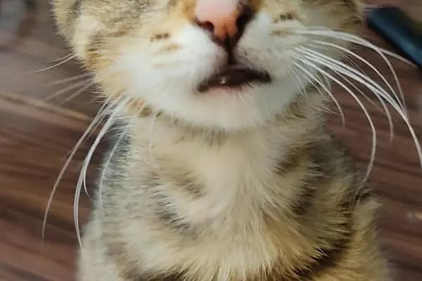 Vetsa Veteriner Kliniği - Veteriner - İzmir Buca