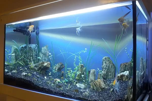 Alsancak Petshop - Evcil hayvan mağazası - Ankara Sincan