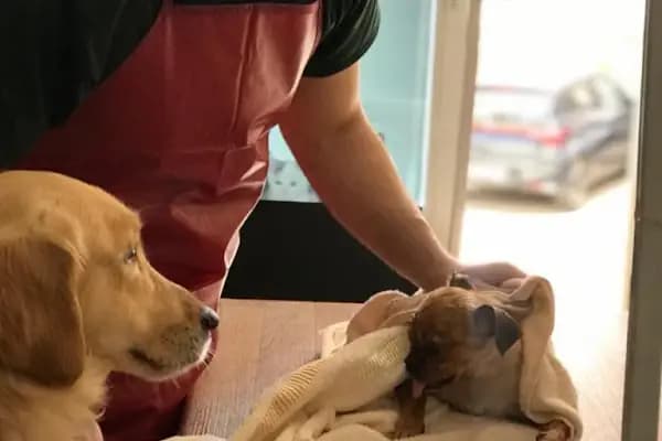Mutlu Kuyruklar Veteriner Kliniği - Acil Durum Veterinerlik Hizmeti - Adana Çukurova