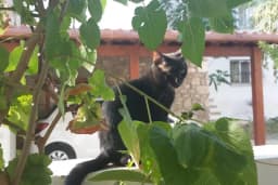 Limon Evleri