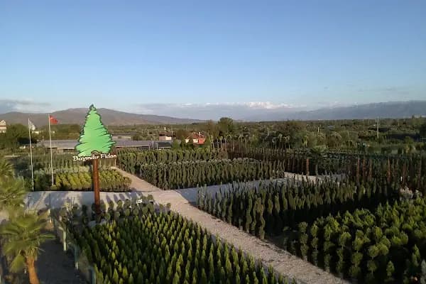 Bayındır Fidan Tar. Ürn. San. Tic. Ltd. Şti - Fidanlık - İzmir Bayındır