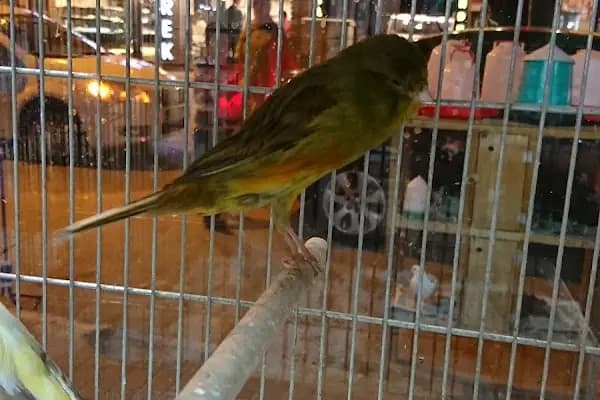 Yunus Park Pet Shop (YILDIRIM/BURSA) - Evcil Hayvan Malzemeleri Mağazası - Bursa Orhaneli