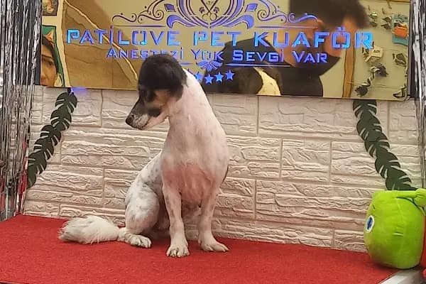 PatiLove Pet Kuaför-(Uygun Fiyatlı )Bursa Kedi Traşı,Köpek Traşı.Anestezi Yok Sevgi Var - Evcil Hayvan Kuaförü - Bursa Gürsu