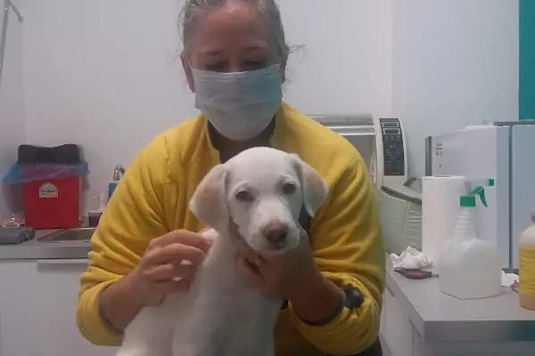 Vegas Veteriner Kliniği - Veteriner - Muğla Bodrum