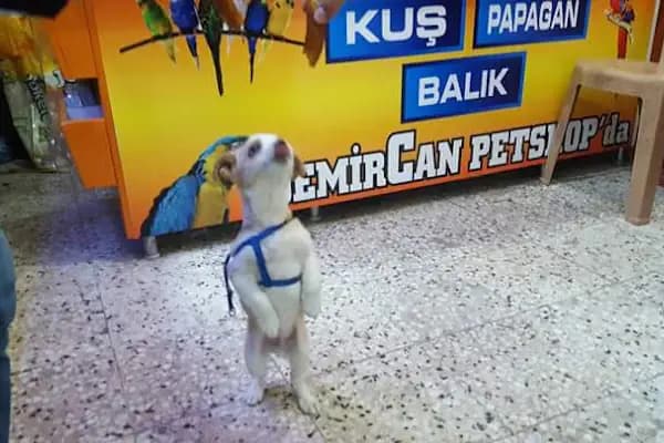 DEMİRCAN PET SHOP - Evcil hayvan mağazası - Gaziantep Şehitkamil