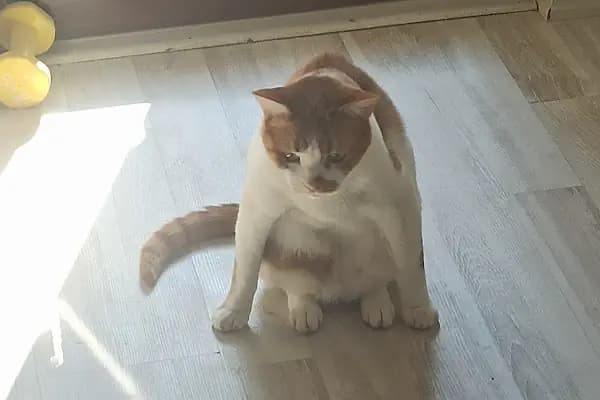 KAMACI VETERİNER KLİNİĞİ - Veteriner - Sakarya Adapazarı