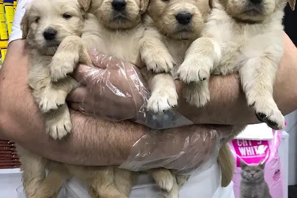 Fenomen Pet Shop - Pet Çiftlik - Kedi Köpek Satış Merkezi - Evcil hayvan mağazası - Ankara Etimesgut