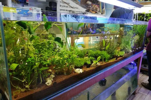 Malawi İzmir Akvaryum ve Pet Ürünleri - Akvaryum Mağazası - İzmir Bornova