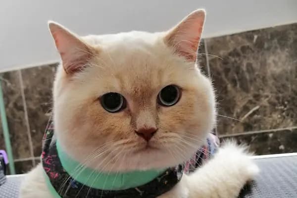 PURLİNA PET KUAFÖR VE MARKET - Evcil Hayvan Kuaförü - Bursa Gemlik