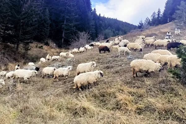 Bayraktar Et Kesim Merkezi - Hayvan Üreticisi - Trabzon Akçaabat