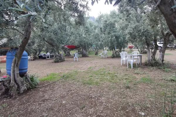 zeytin dalı piknik alanı camping - Park - Yalova Yalova Merkez