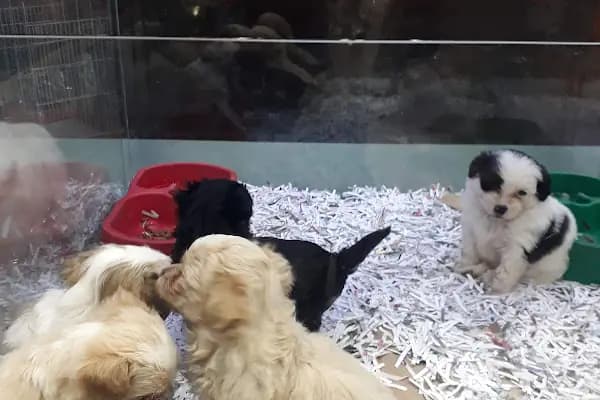 Pet Adana - Evcil hayvan mağazası - Adana Ceyhan