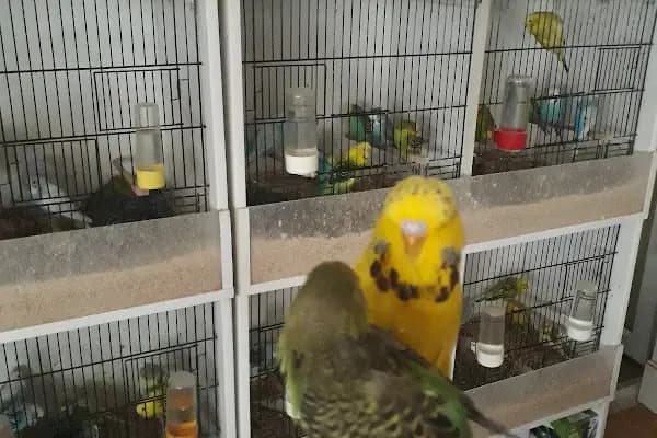 Yağız petshop akvaryum - Evcil hayvan mağazası - Ankara Altındağ