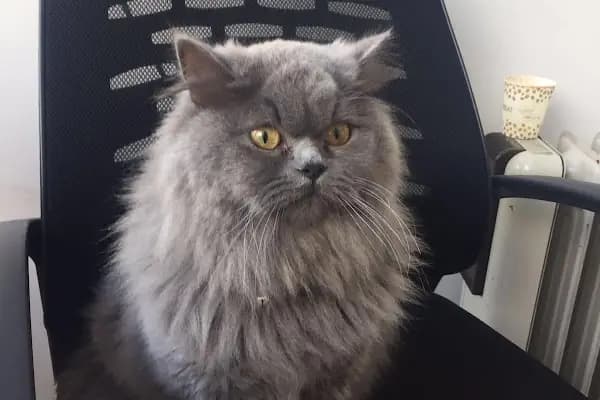 Vetlife Veteriner Kliniği - Veteriner - Sakarya Erenler