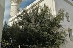 Umurca Cami
