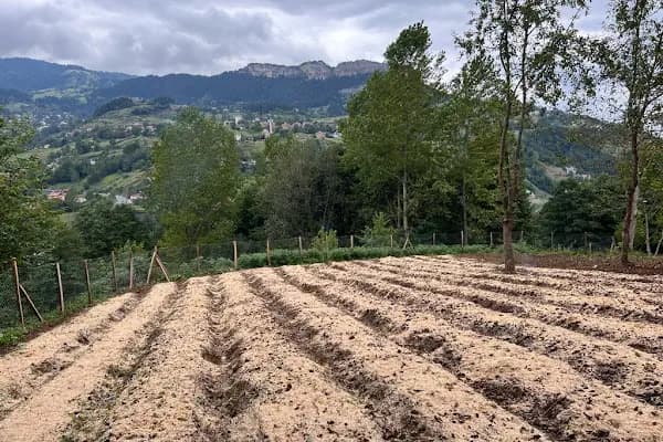 MORİA GIDA SANAYİ TİCARET A.Ş. - Tarım Kuruluşu - Trabzon Akçaabat