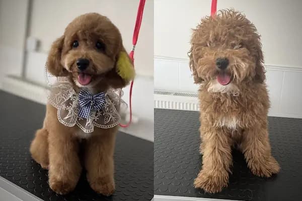 Ciciş Pet Kuaför - Evcil Hayvan Kuaförü - İzmir Urla