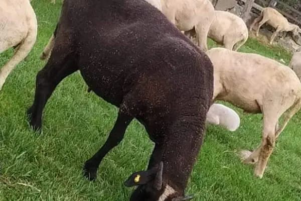 ARNAVUTKÖY ADAK PAZARI - Kasap - İstanbul Avcılar